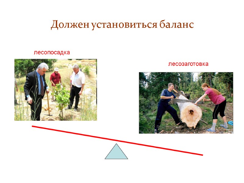 Должен установиться баланс лесопосадка лесозаготовка